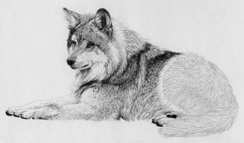 wolf drawing, texturing fur, free pencil tutorial