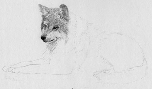 rendering fur in pencil, how to draw fur