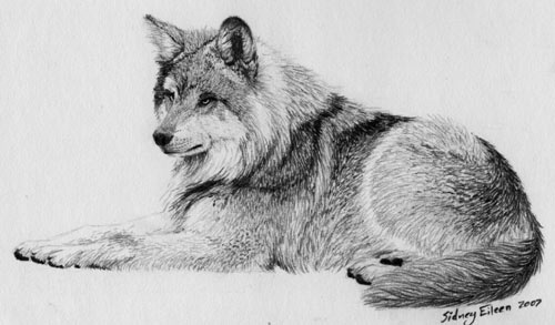 wolf drawing, rendering fur, how to draw fur, art lesson