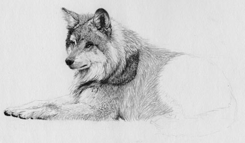 base shading, how to draw fur, free pencil demo, graphite lesson