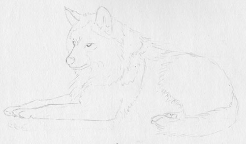 drawing fur, rendering fur, wolf drawing, graphic lesson, pencil tutorial