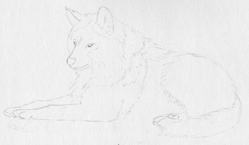 Wolf Drawings In Pencil. wolf drawing,