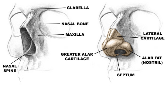 anatomy of the nose