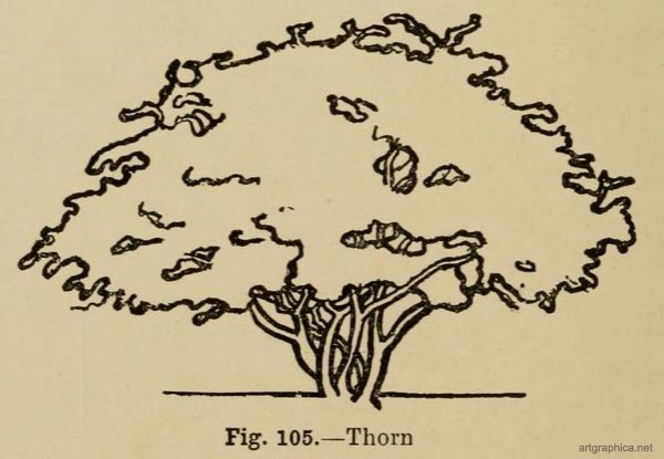 thorn tree, thorn tree art