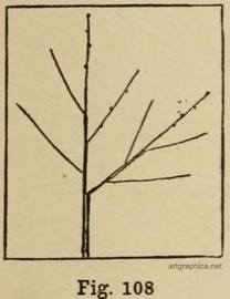 tree shoots, drawing tree shoots