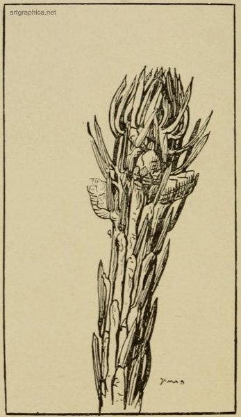 buds of a spruce tree, tree drawing course