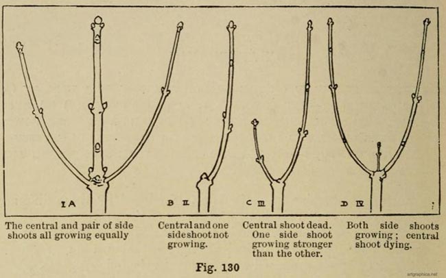 Tree Anatomy: Twigs & Buds