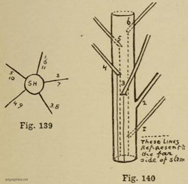 branch growth, drawing tree branches