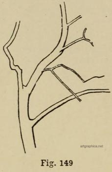 branch movement, tree branches, drawing guide