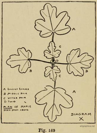 how to draw leaves