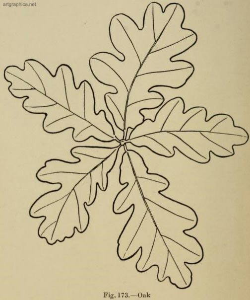 oak leaves, advanced landscape illustration