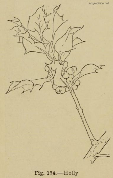 holly leaves, drawing a holly tree