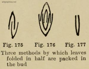 folding of leaves, drawing trees art guide