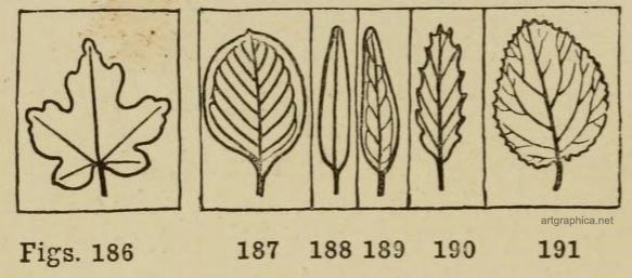 leaves, leaf art, tree painting