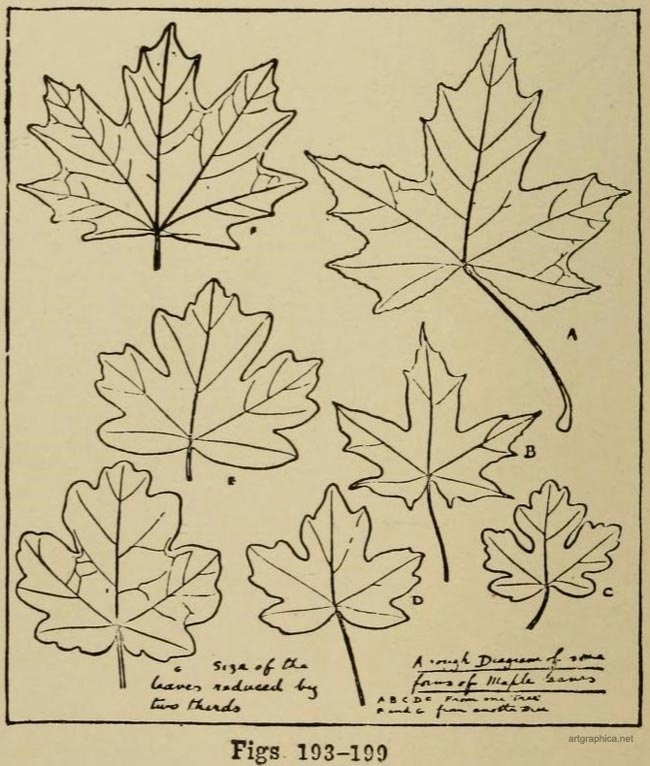 leaf types, how to draw trees, advanced landscape art
