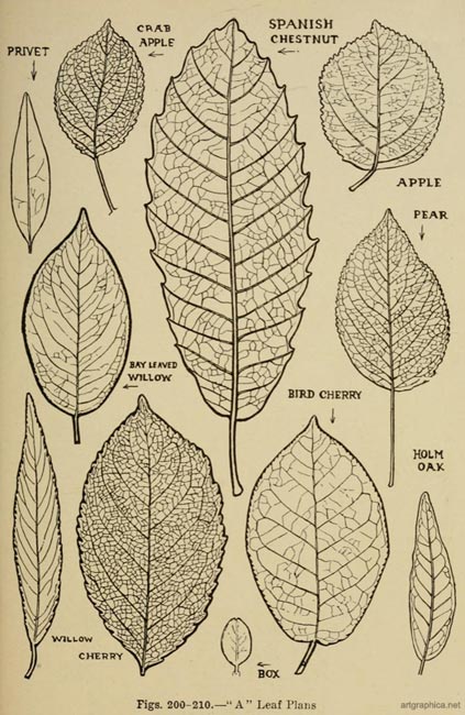 how to draw tree leaves