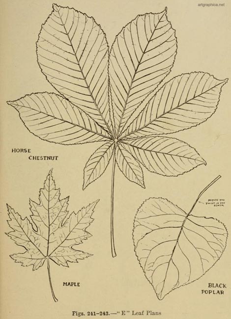 horsechestnut tree leaf