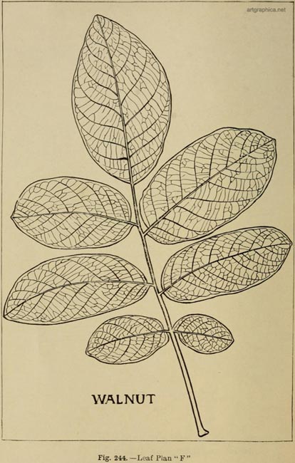 walnut tree leaf