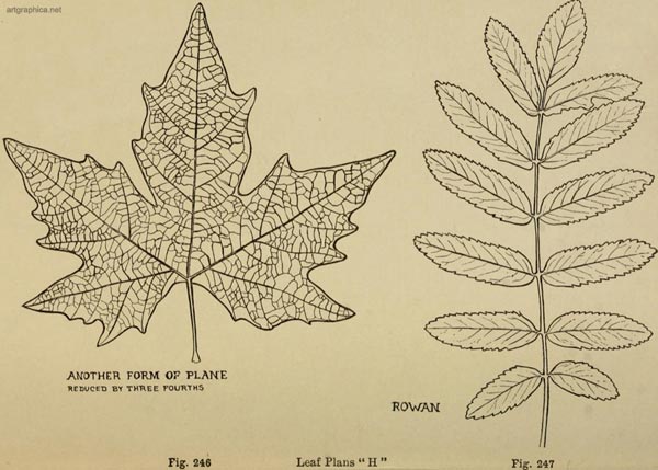 tree planes, drawing trees