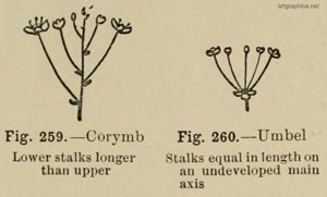 corymb, learn to draw trees, how to draw trees