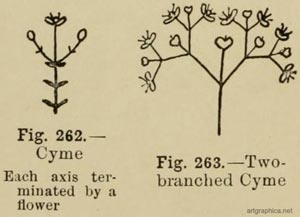 how to draw trees, anatomy of trees