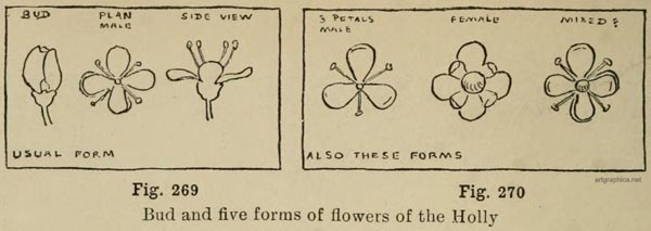 bud forms, holly bud