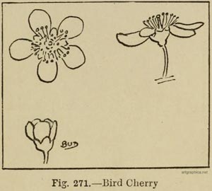 bird cherry, drawing a cherry tree