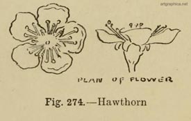 hawthorn flower art