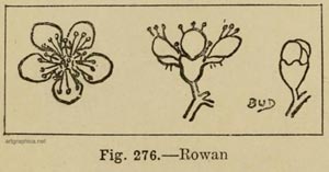 rowan tree flower