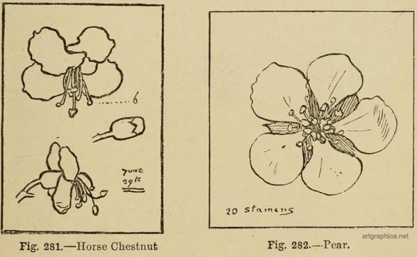 horse chestnut