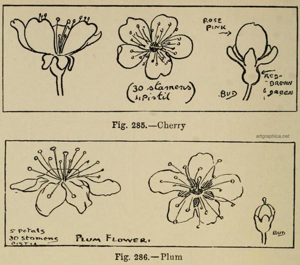 drawing tree flowers