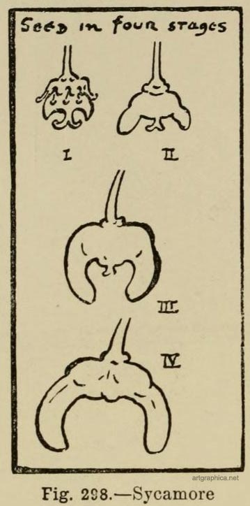 sycamore tree seed, how to draw trees