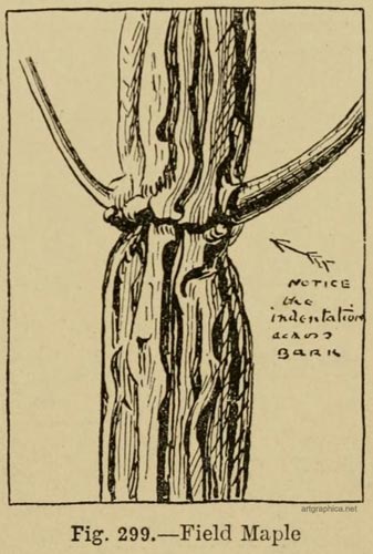 field maple, drawing a maple tree