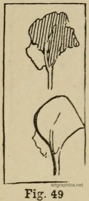 tree line drawing, illustrating trees