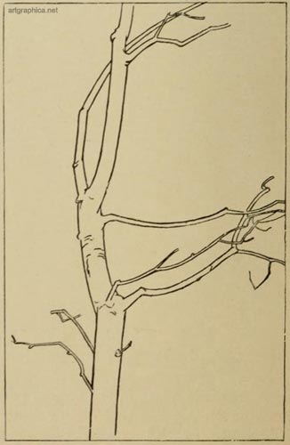 drawing trunks and branches, learn to draw trees, painting trees