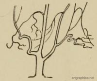 drawing tree branches