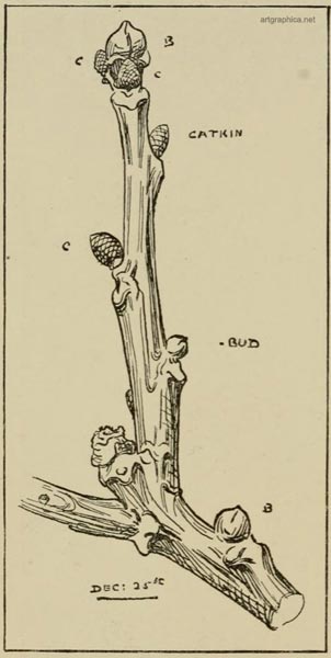 walnut twig, drawing a walnut tree