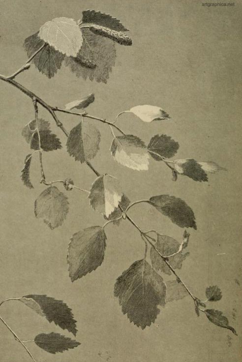 birch leaves, tree art guide