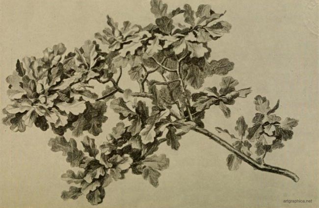 oak tree leaf arrangement, how to draw oak trees