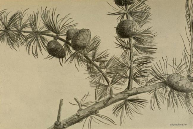 shuttlecock larch, drawing larch trees