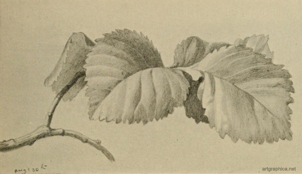 elm leaves, tree drawing guide