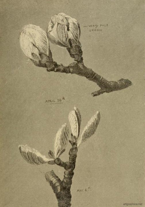 whitebeam leaves,drawing a whitebeam tree