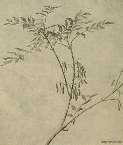 ash leaves, drawing an ash tree, anatomy of trees, rex vicat cole