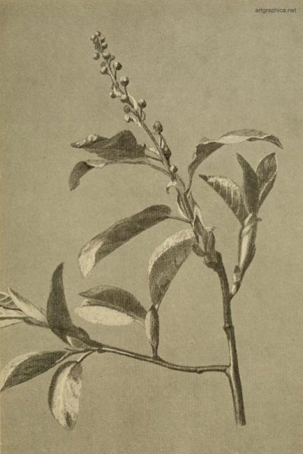 cherry tree drawing. bird cherry, drawing cherry