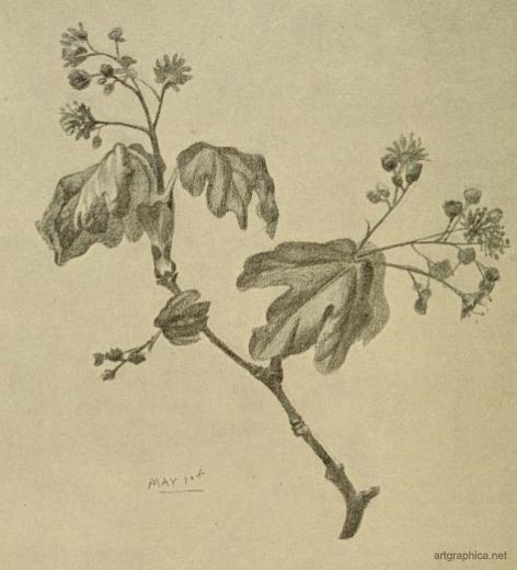 field maple, drawing a maple tree