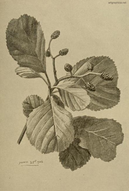 alder leaf illustration
