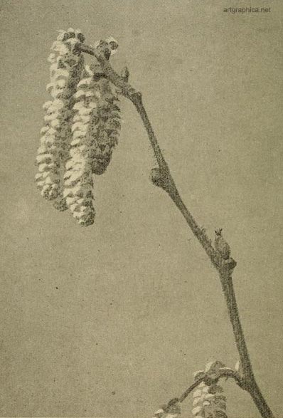 catkin hazel, drawing catkins