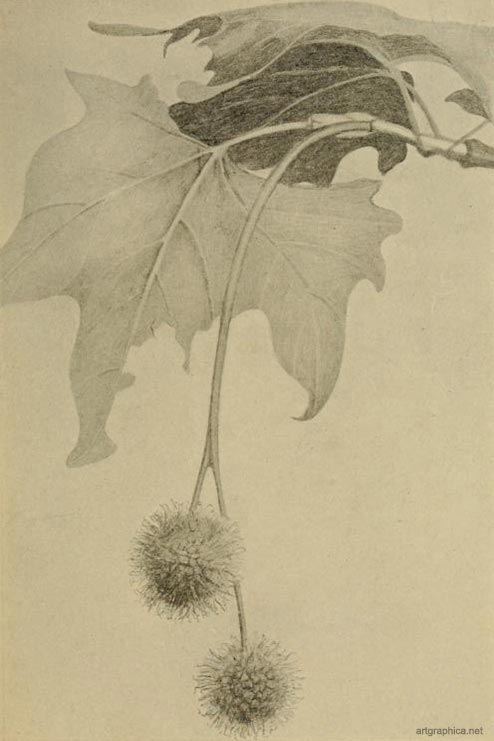 catkin, nature drawing, painting the landscape