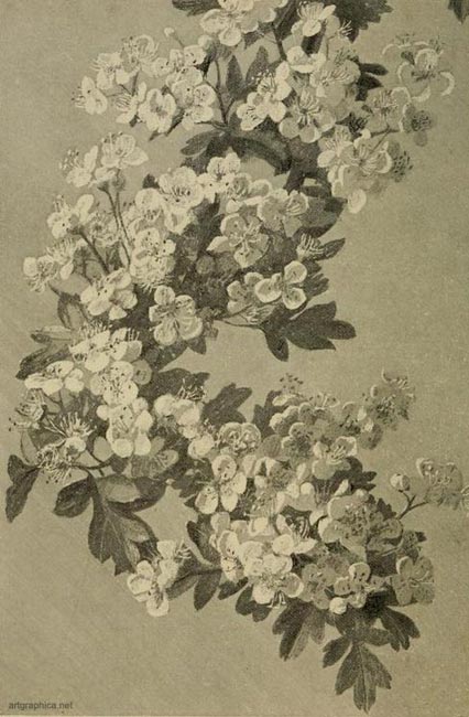 hawthorn blossom, corymb