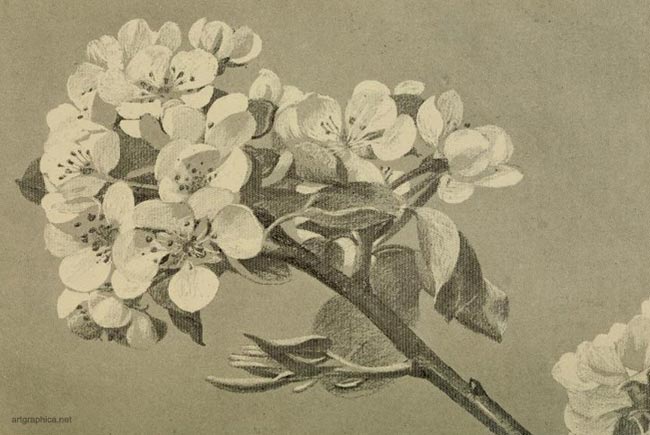 pear tree flower, drawing pear trees